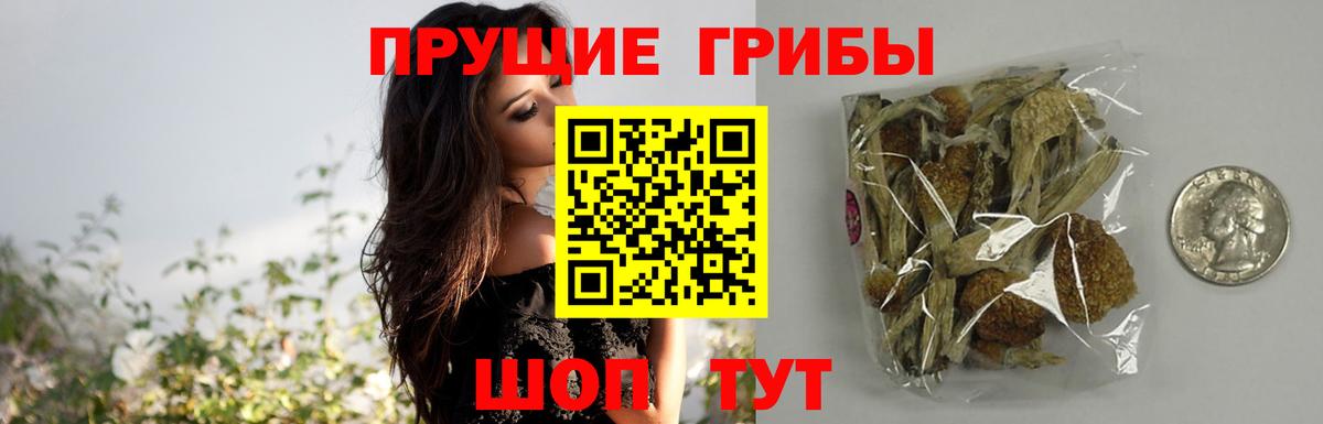 Верхняя Пышма  Псилоцибиновые грибы Psilocybe  Вход с VPN 
